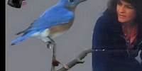 Donna Fargo- Hello Little Bluebird