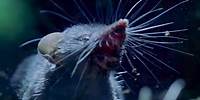 Ferocious Shrews Fight For Mating Rights | Life Of Mammals | BBC Earth