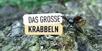 Die Beetles live im Tiergarten Schönbrunn