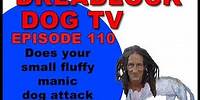 Episode 110 Does your small fluffy manic dog attack other dogs?