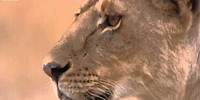 Lioness vs Cheetah - Big Cat Diary - BBC