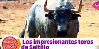 Toros para todos |Entrenamiento de los impresionantes toros de Saltillo