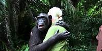 L' abbraccio commovente dello scimpanzé (bonobo) Wounda a Jane Goodall