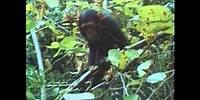 The Chimps of Gombe Part 8
