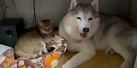 「猫とハスキーとハマジ」単行本発売記念動画