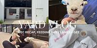 catch ups!! - wec recap, chats, baby lambs and geeeee