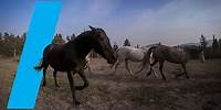Wild With: Horses (360 Video)
