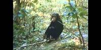 The Chimps of Gombe Part 4
