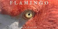FLAMINGO - Rob Cantor (AUDIO ONLY)