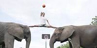 Amazing Elephant Basketball Dunks with Rene Casselly & Ross Smith | Elephant Trick Shots