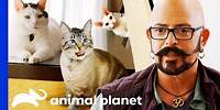 Jackson Galaxy's Top Tips For Cat Owners | My Cat From Hell