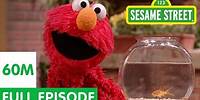 Elmo and Friends Find the Best Pet | Sesame Street Full Episode