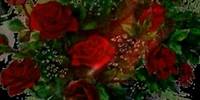 Róża czerwona jak aksamit Damian Holecki