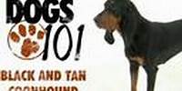 Black and Tan Coonhound | Dogs 101