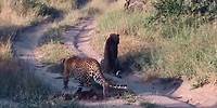 leopard stalking prey is completely unaware that he is the hunted.