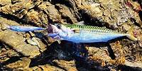 Leurre de surface ,leurre dur ,lame vibrante, jig ,tout y passe durant cette sortie de pêche en mer