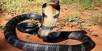 King Cobra Facts For Kids - Fun Facts About Kind Cobras For Kids