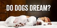 Do Dogs Dream And What Do They Dream About?