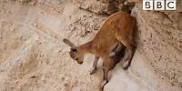 Baby ibex descends mountains to escape a fox | Planet Earth II: Mountains - BBC