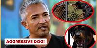 An aggressive and attacking Rottweiler | Cesar 911