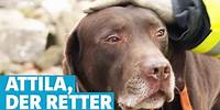 Lebensretter, Kuscheltier, Seelenhund: Labrador Attila hat viele Gesichter