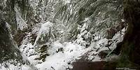 Virtual Run: Forest Waterfalls, Snow - (near Former McKenzie River Mountain Resort, OR)