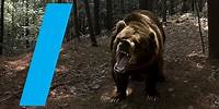Wild With: Bears (360 Video)