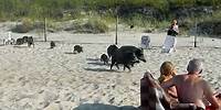 Polnische Überläufer: Auf Usedom terrorisieren Wildschweine die Touristen | SPIEGEL TV