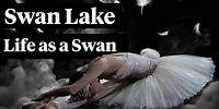 Swan Lake: Corps de Ballet