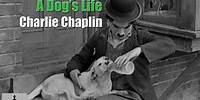 Charlie Chaplin - A Dog's Life - The Tramp Cares for Scraps, A Stray Dog