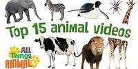 * TOP 15 AMAZING ANIMALS FOR KIDS * | Playlist | All Things Animal TV