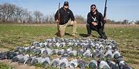Hunting Pigeons We Shot Em All with a Sneaky Little Hide!!