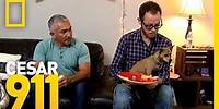 Doggy Dining Etiquette | Cesar 911