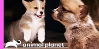 Corgi Pups Explore The World On Their Tiny Legs | Too Cute!