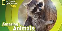 Raccoon | Amazing Animals