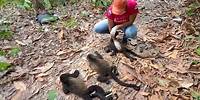 Brüllaffen fallen tot von den Bäumen - wegen brutaler Hitze in Tabasco | ntv