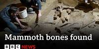 Mammoth bones discovered in wine cellar in Austria | BBC News