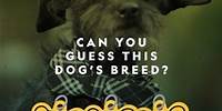 Can you guess this dog’s breed? #dog #doglover