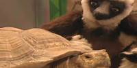 Zoboomafoo with the Kratt Brothers! BIG LIZARDS | Full Episodes Compilation