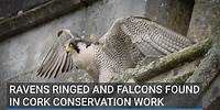Ravens ringed and falcons found in Cork conservation work