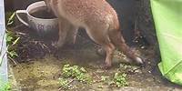 Kits in our garden ! #Fox #Kit #Cute #Animal #Renard #Renardeau #Mignon