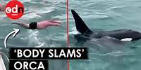 Shocking Moment Man ‘Body Slams’ Killer Whale in New Zealand