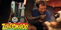 Zoboomafoo with the Kratt Brothers! THE NOSE KNOWS | Full Episodes Compilation