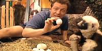 Zoboomafoo with the Kratt Brothers! EGGS | Full Episodes Compilation