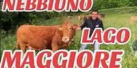 Az.Ag.Fam. Strola TRANSUMANZA MANDRIA VACCHE LIMOUSINE LAGO MAGGIORE e MERCATO AGRICOLO Nebbiuno(NO)