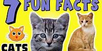 7 FUN FACTS ABOUT CATS! KITTEN FACTS FOR KIDS! Felines! Learning Colors! Funny! Sock Puppet!