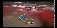 Matt Damon Narrates the Story of Dolphin Slaughter in Japan