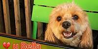 💔 u Bella - Tribute to a Beloved Family Member and Friend