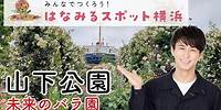 【はなみるスポット横浜】港の景色と美しい春バラの競演！山下公園 未来のバラ園