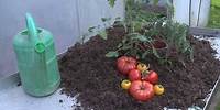 Tomaten richtig pflanzen und gießen - Tipps vom Fachmann